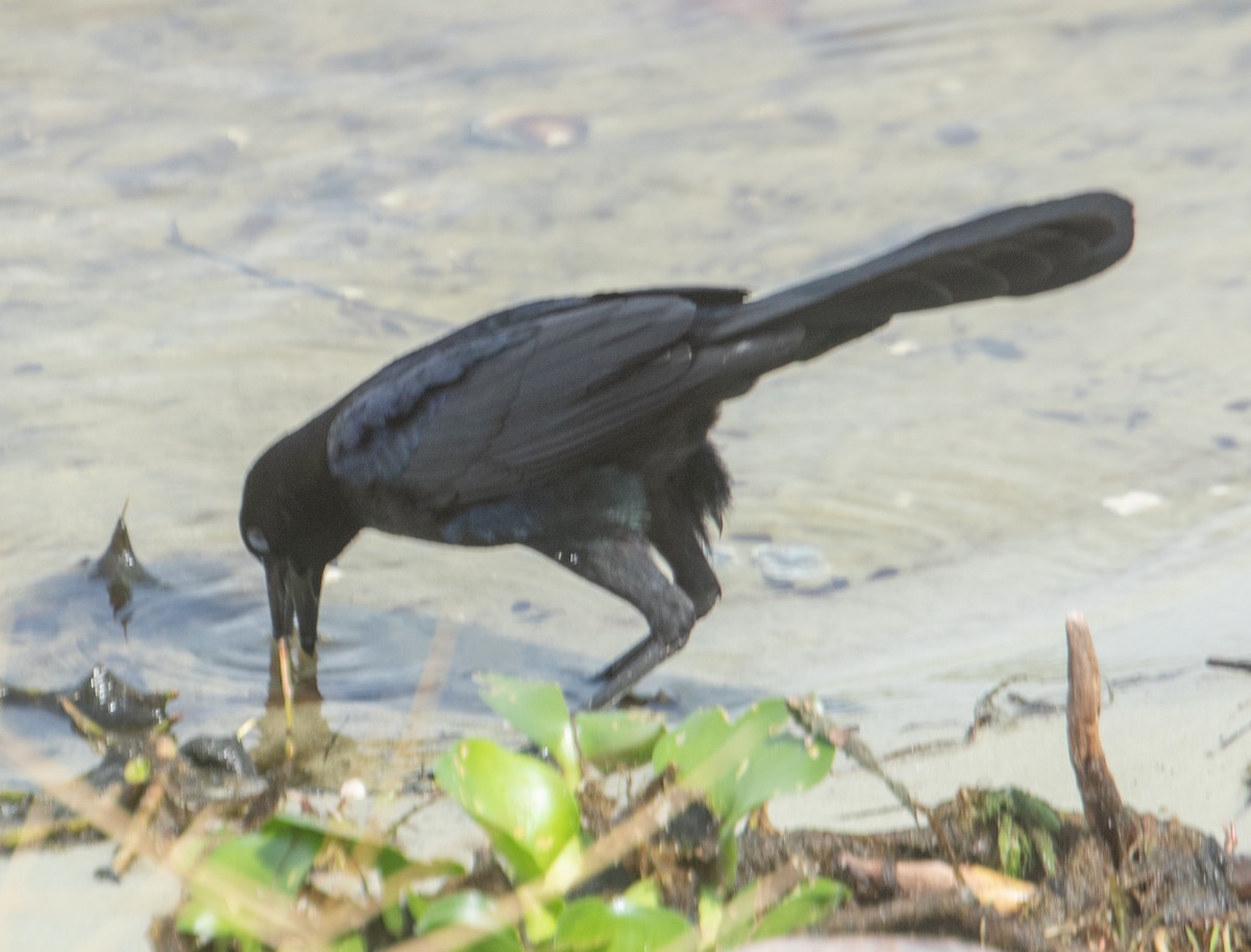Boat-tailed Grackle - ML564499731