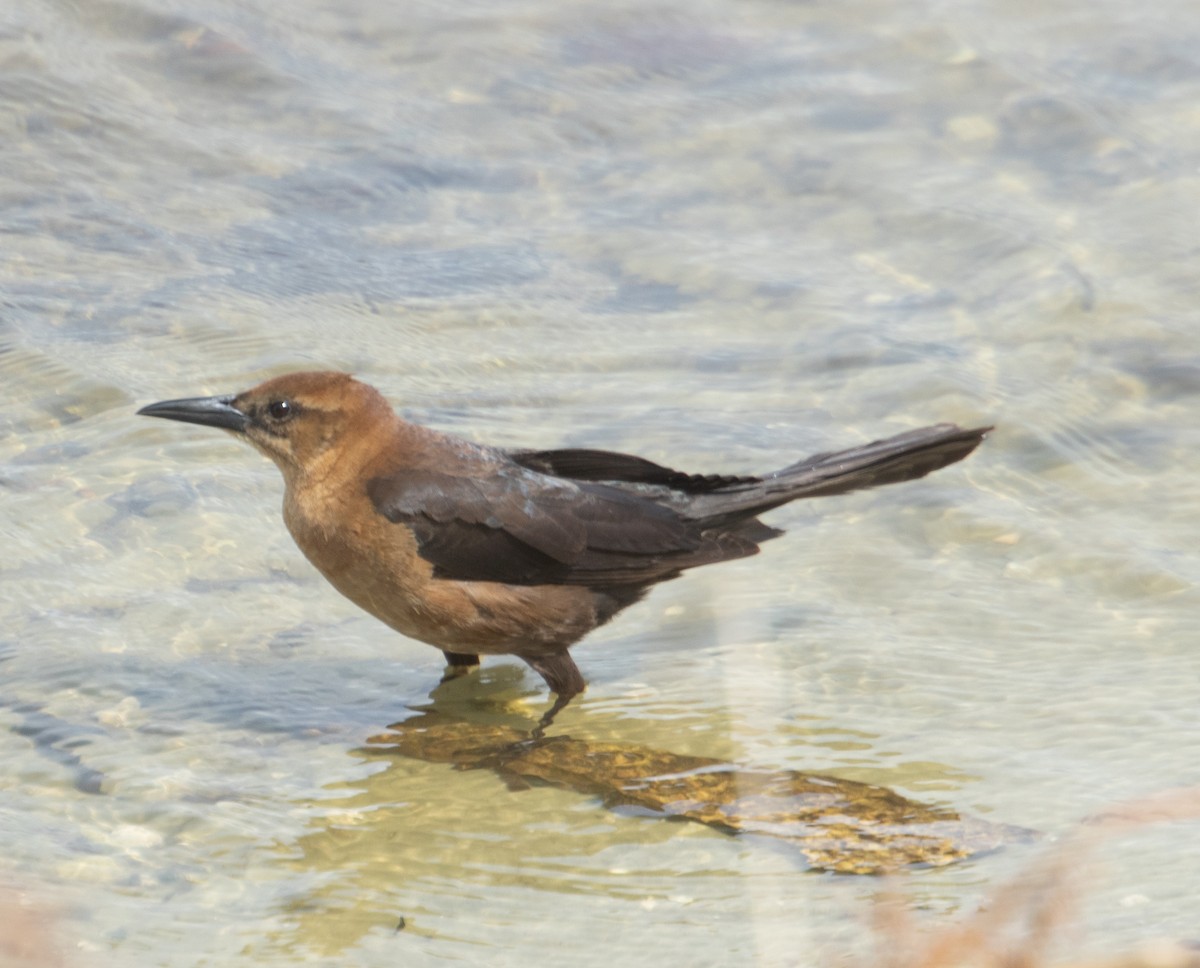 Boat-tailed Grackle - ML564499741