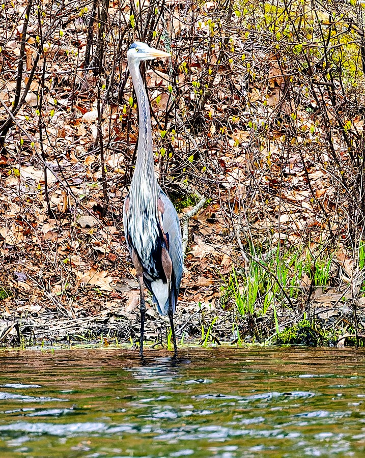 Great Blue Heron - ML564499851