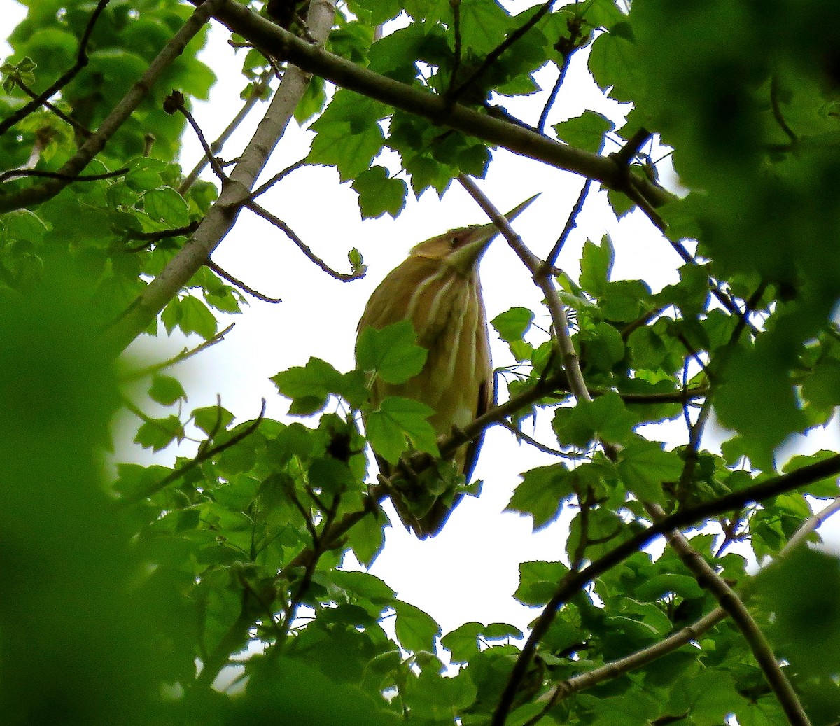 Least Bittern - ML56450141