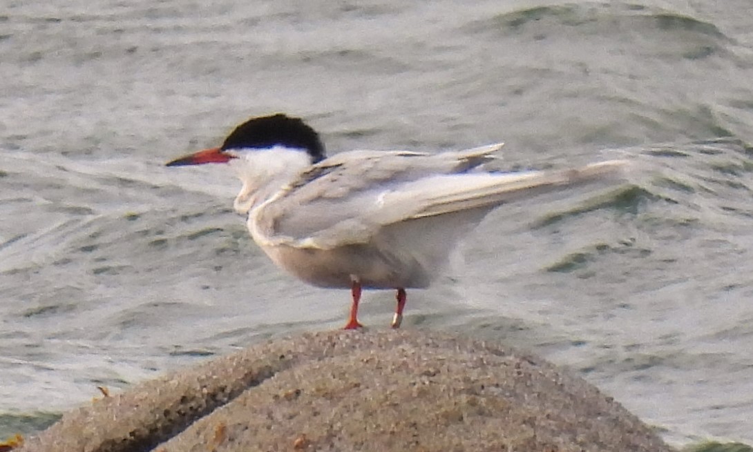 Common Tern - ML564501511