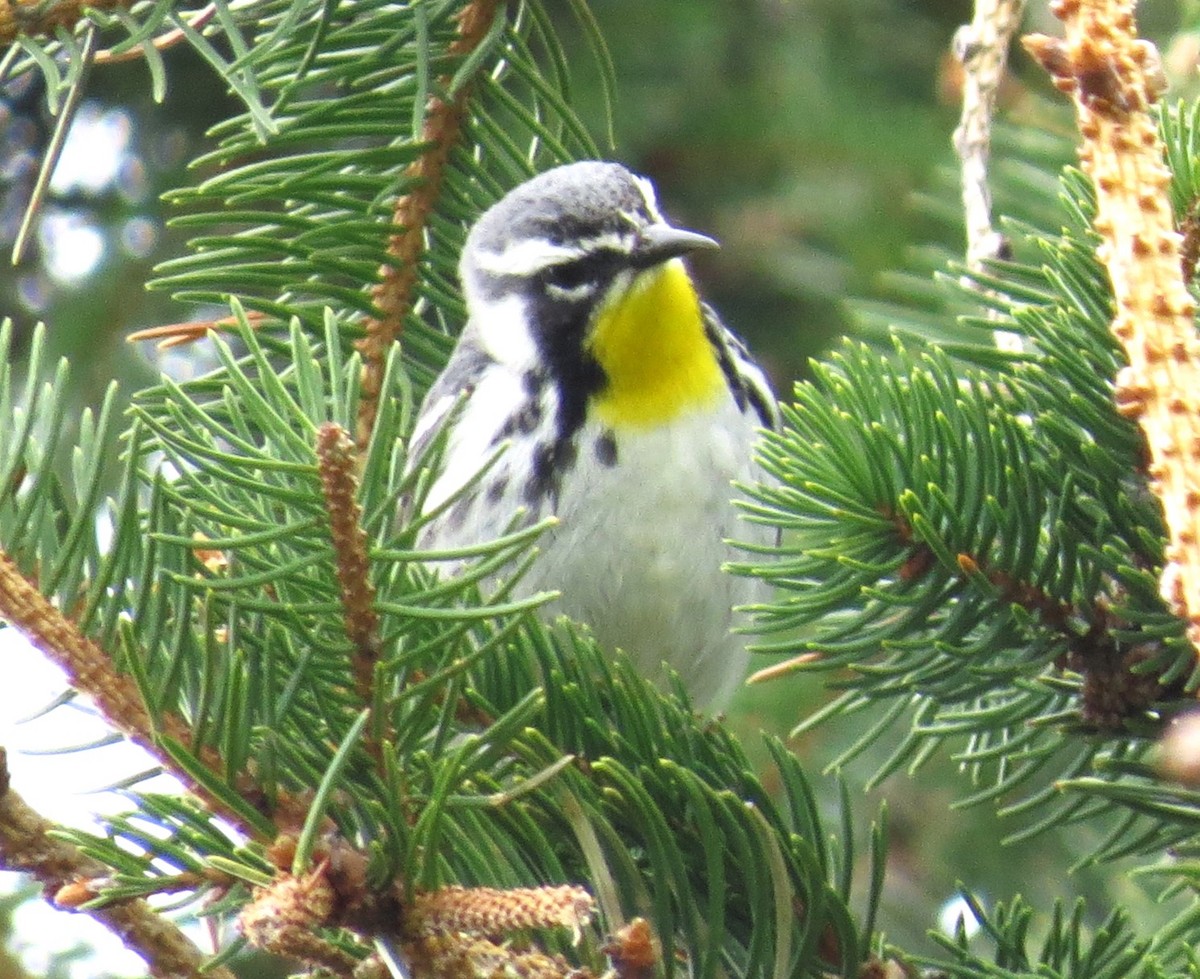 Yellow-throated Warbler - shelley seidman