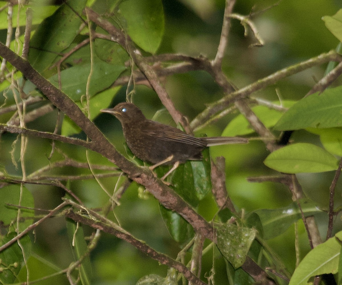 Yellow-legged Thrush - Joseph Tobias