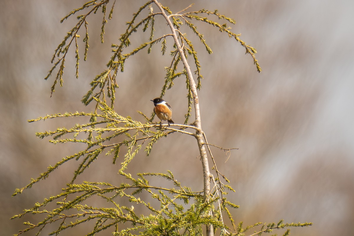 European Stonechat - ML564503081