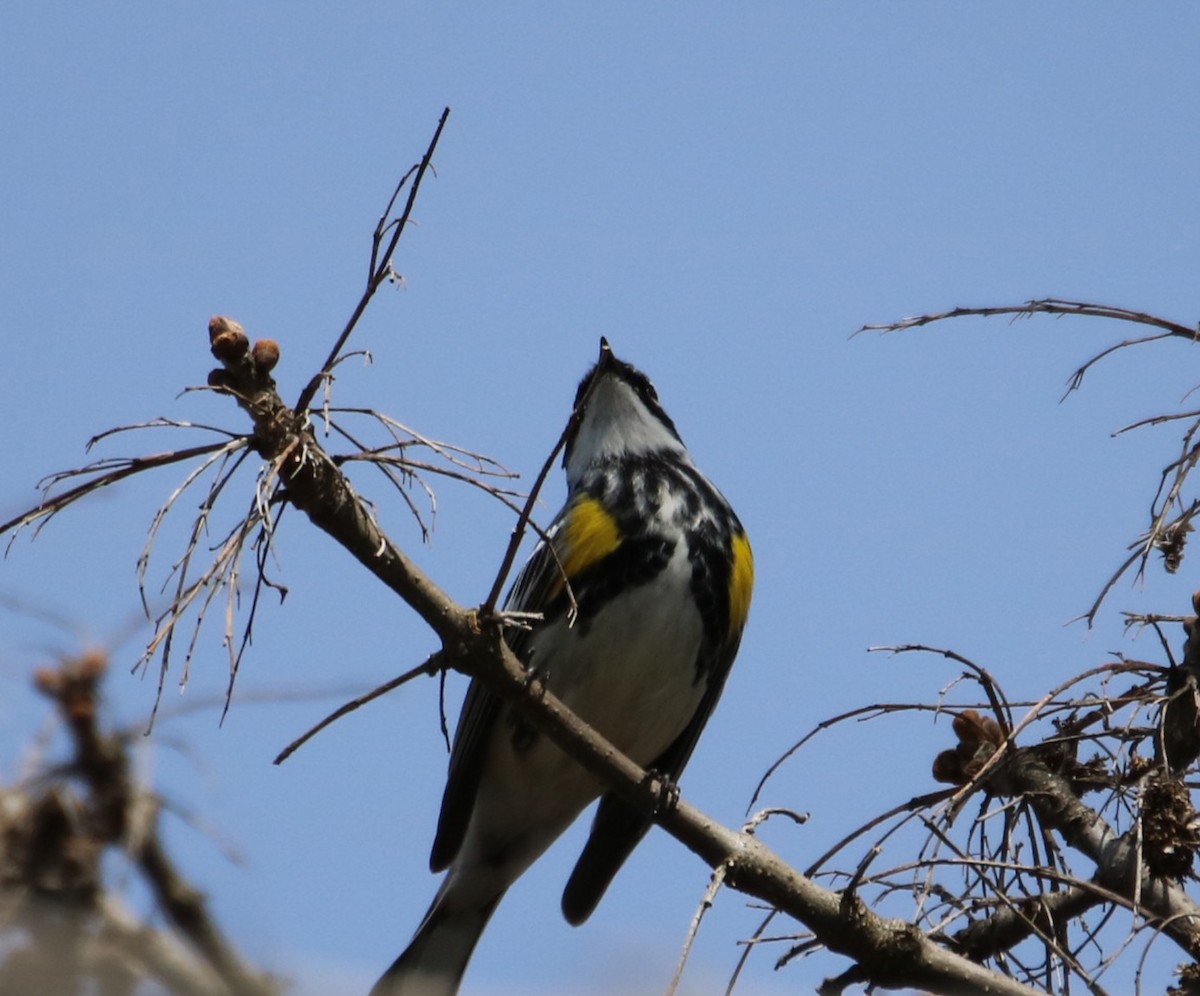 Yellow-rumped Warbler (Myrtle) - ML564503151