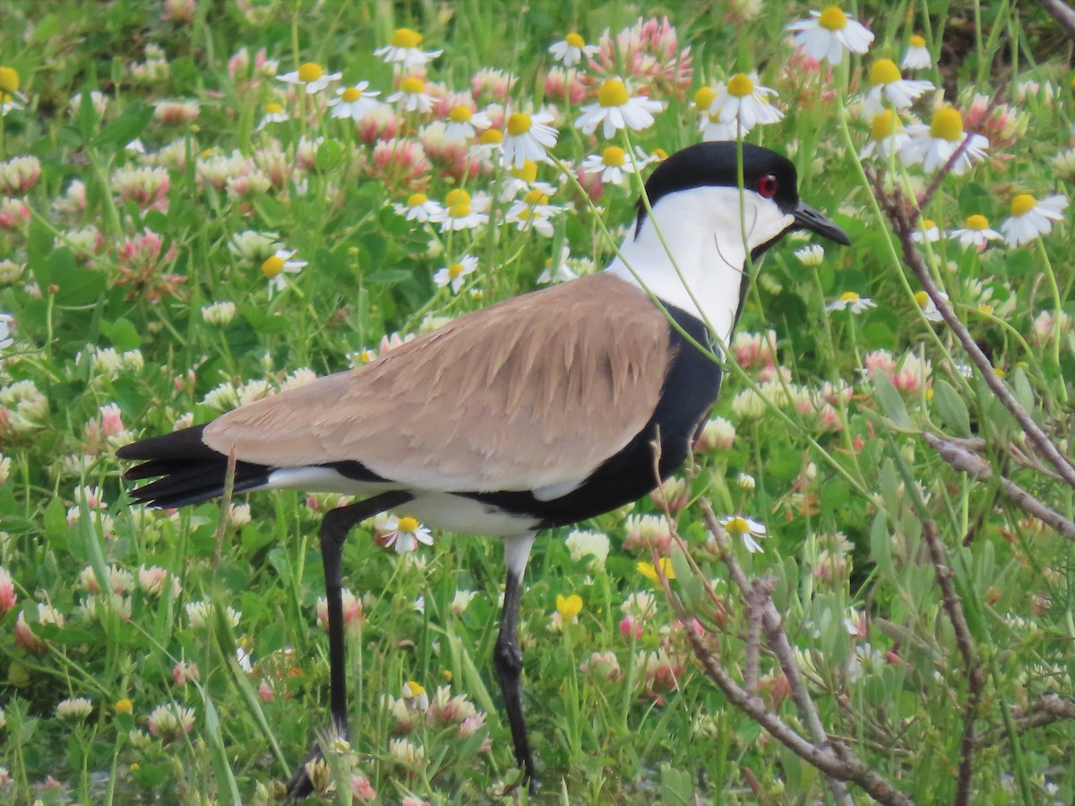 Spur-winged Lapwing - ML564503161