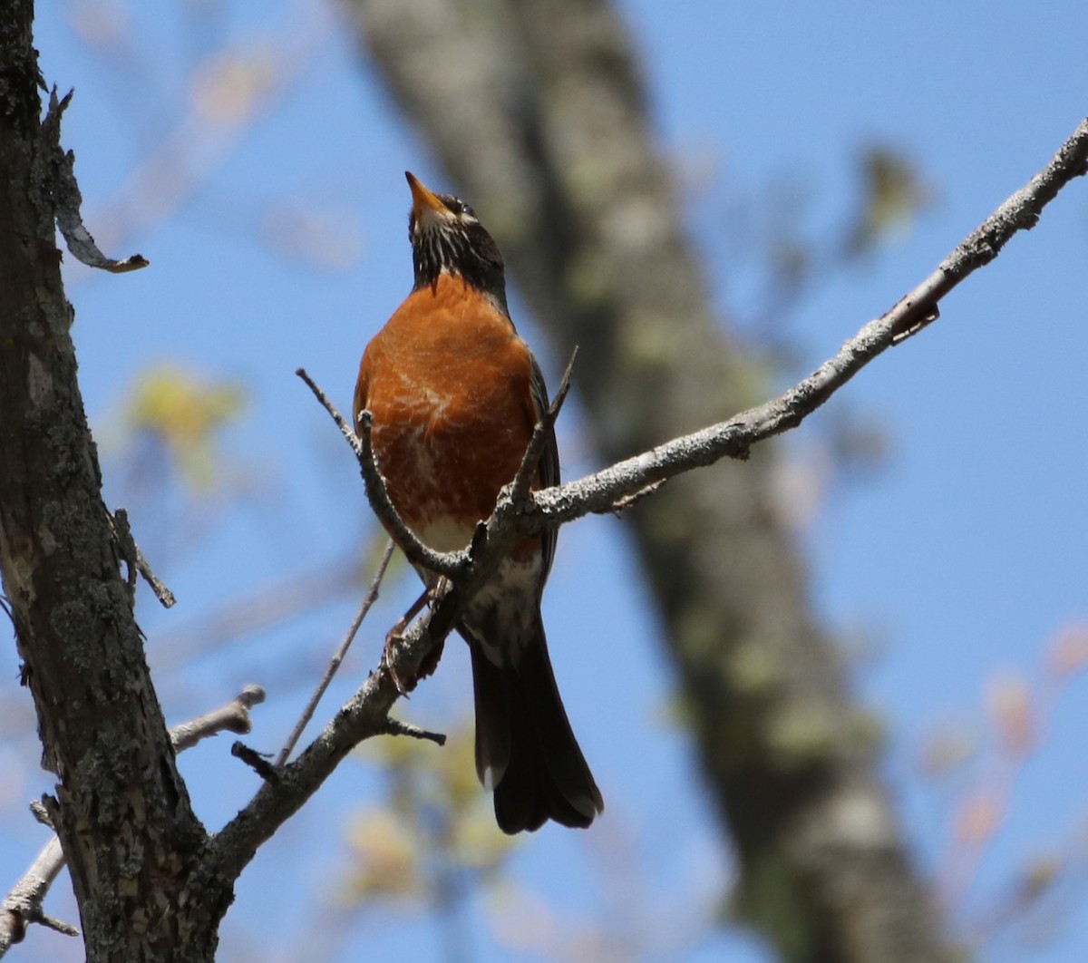 American Robin - ML564503181