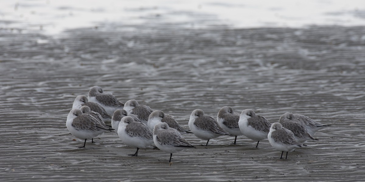 Bécasseau sanderling - ML564503411