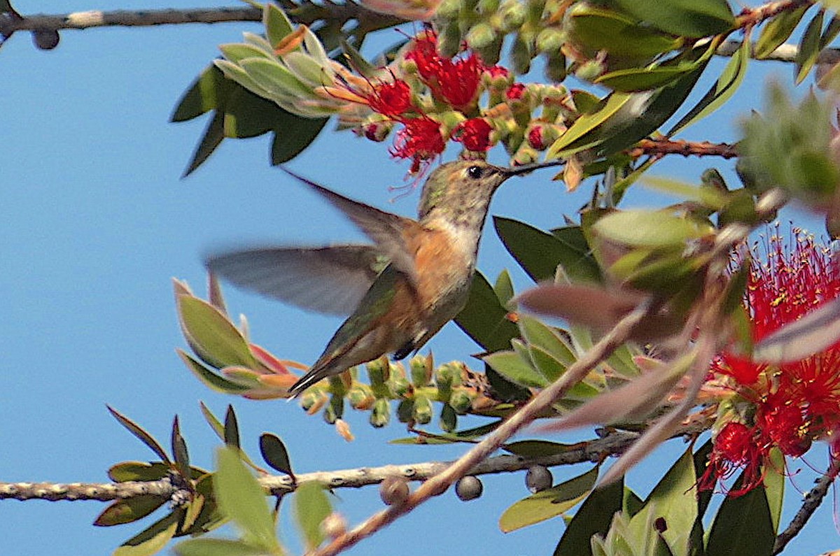Rufous Hummingbird - ML564504301