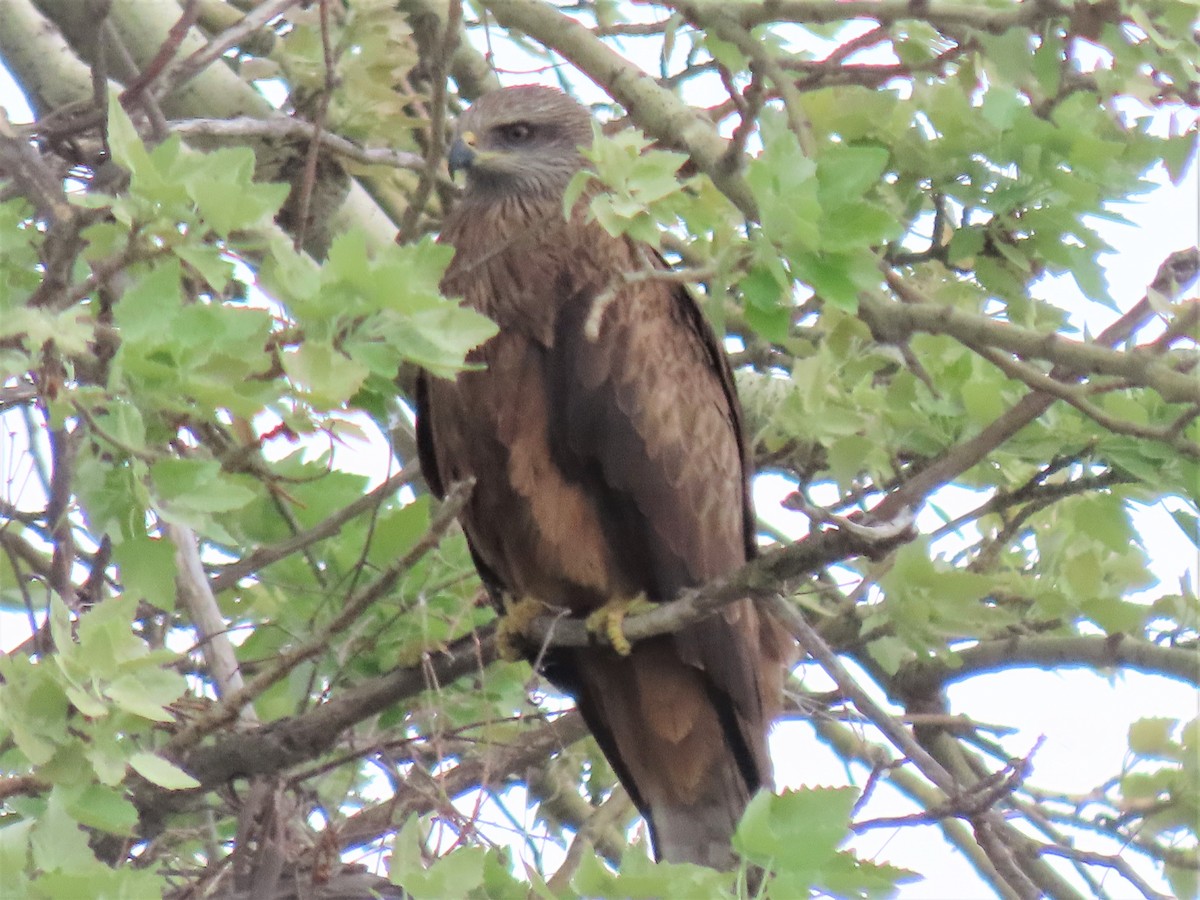 Black Kite - ML564504501