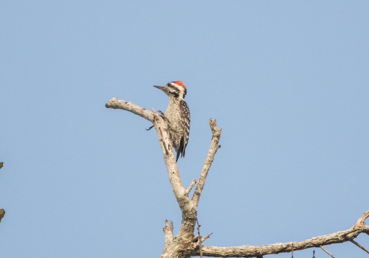 Ladder-backed Woodpecker - ML564505181