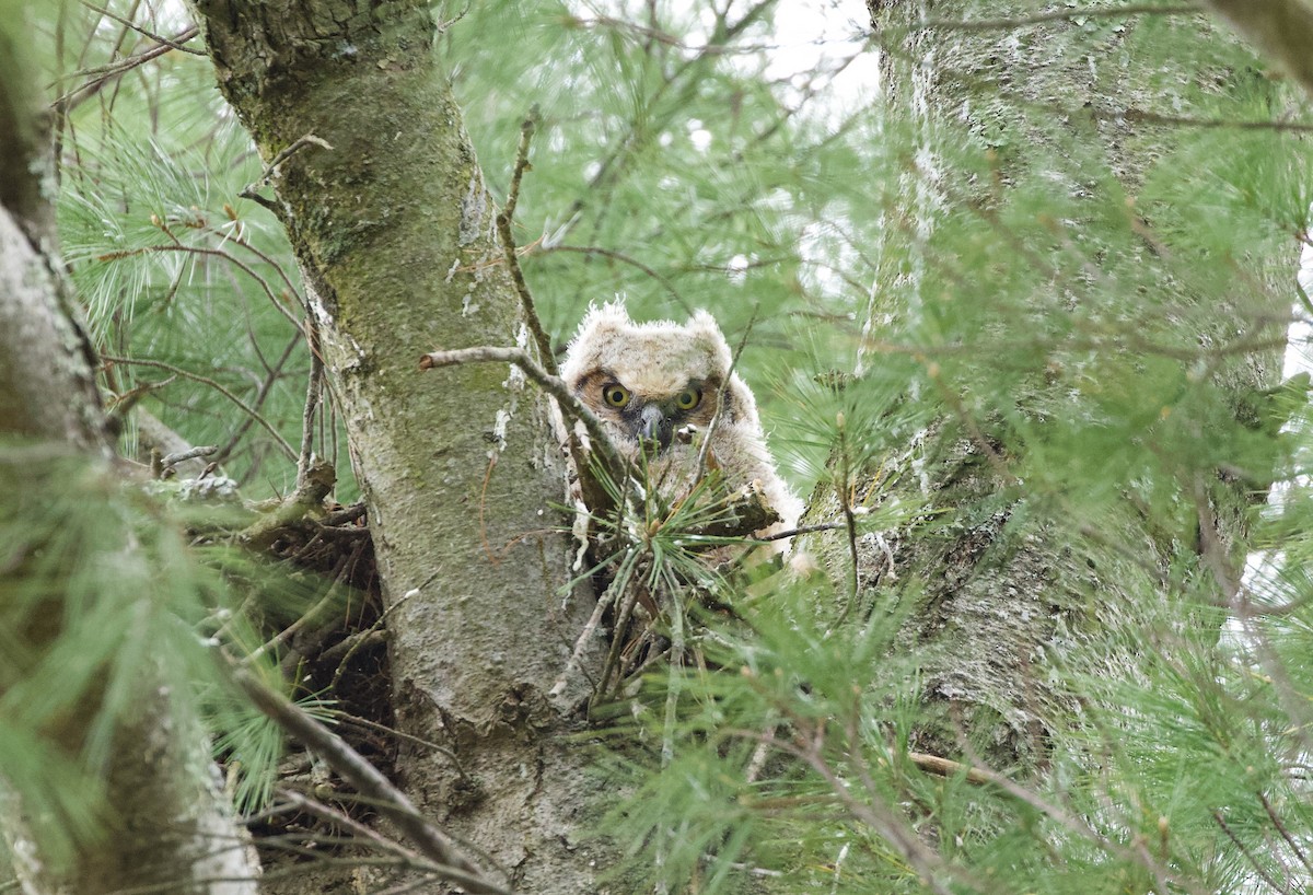 Great Horned Owl - ML564505411
