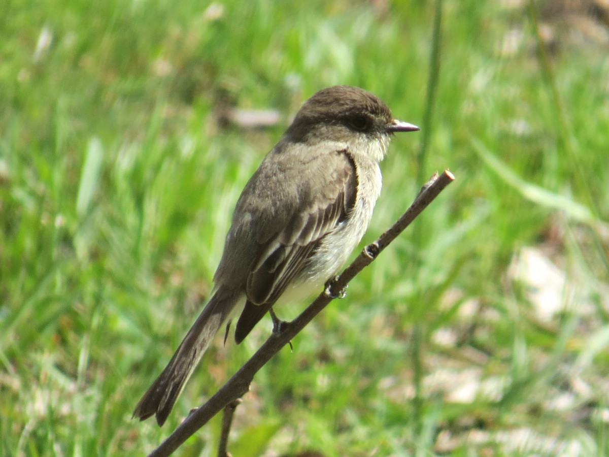 Eastern Phoebe - ML564506421