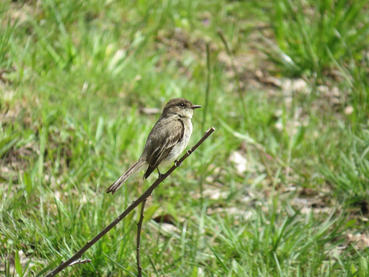 Eastern Phoebe - ML564506441