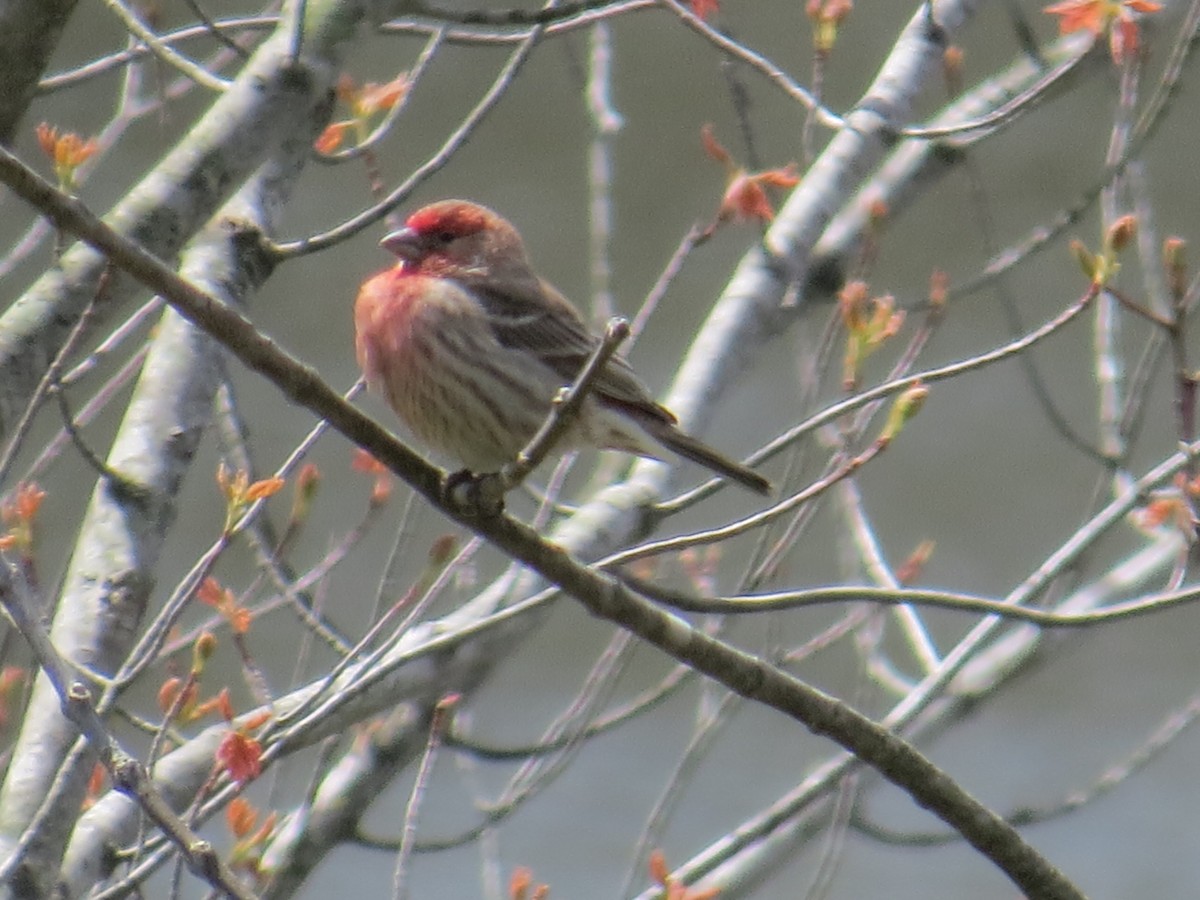 House Finch - ML564506481