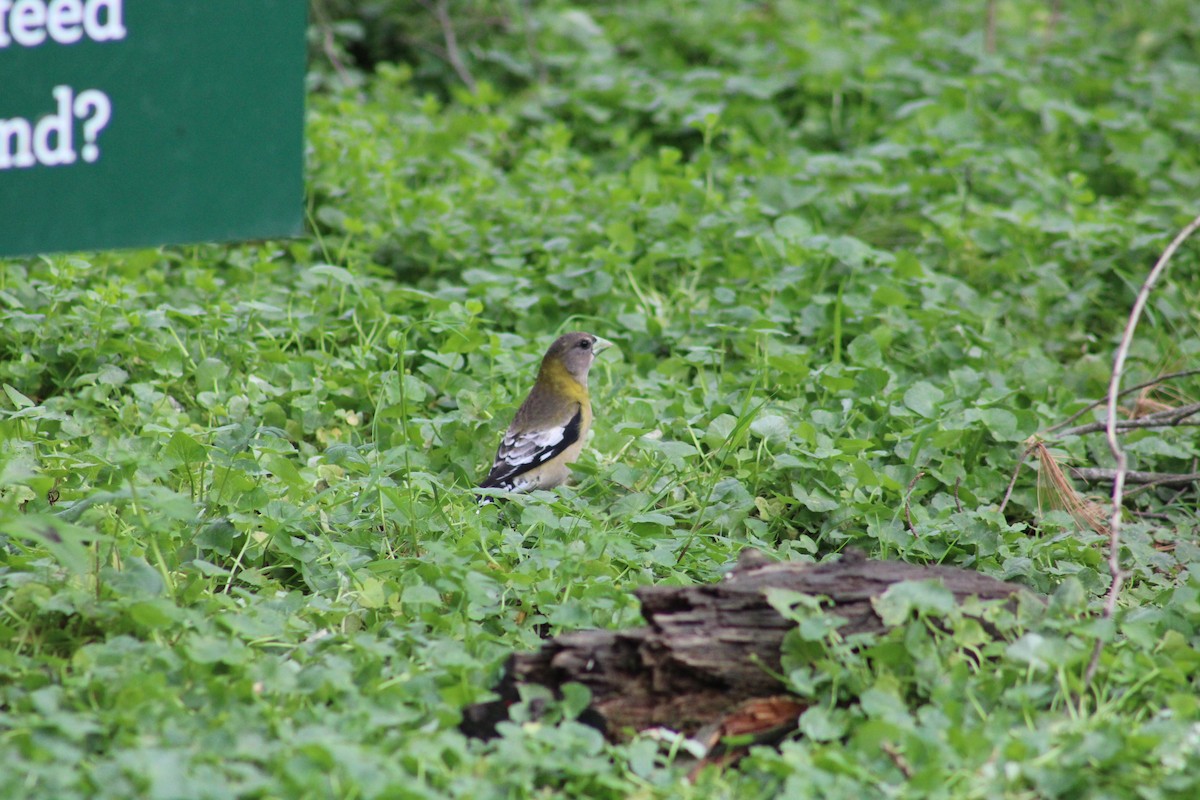 Evening Grosbeak - Rene',Andy and Bill McGill