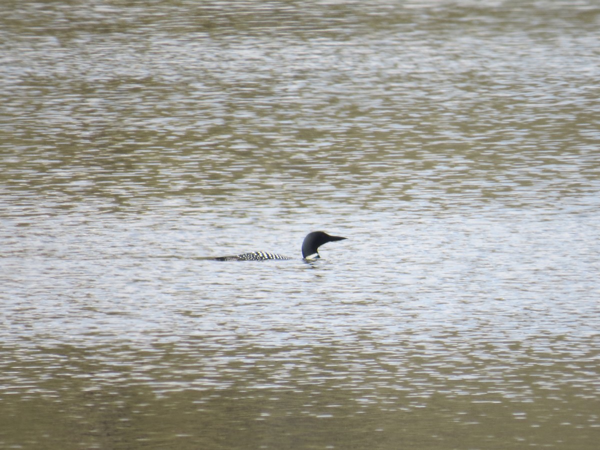 Common Loon - ML564507141