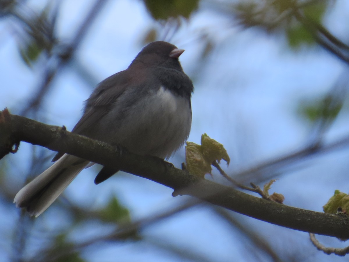 Dark-eyed Junco - ML564507211