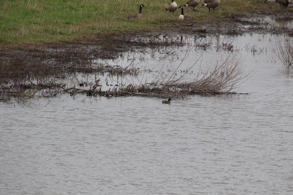 Green-winged Teal - ML564507551