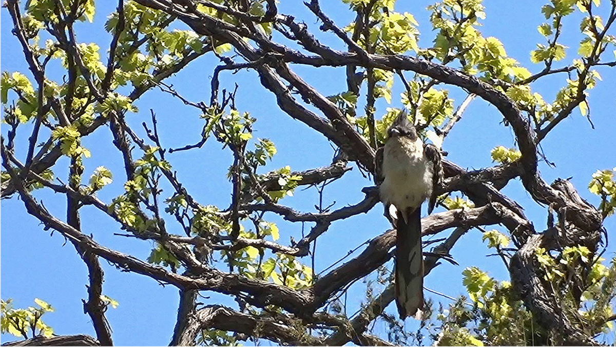 Great Spotted Cuckoo - Mustafa Duran