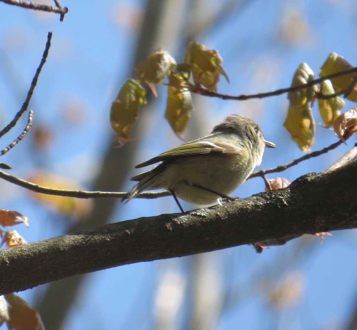 Ruby-crowned Kinglet - ML564507791