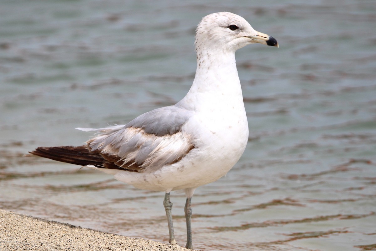 Ring-billed Gull - ML564508341