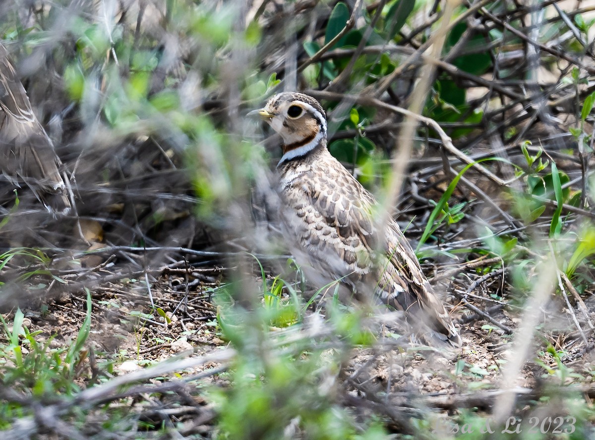 Three-banded Courser - ML564508421