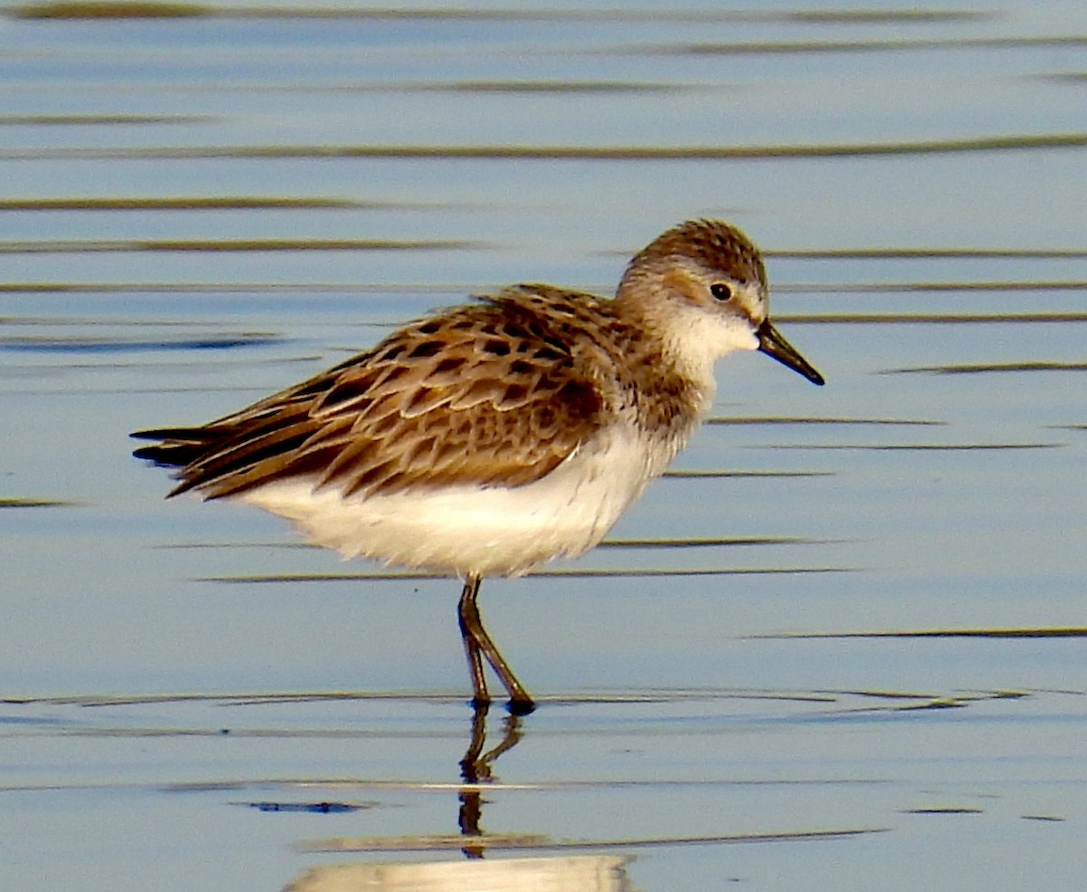 Semipalmated Sandpiper - ML564508921