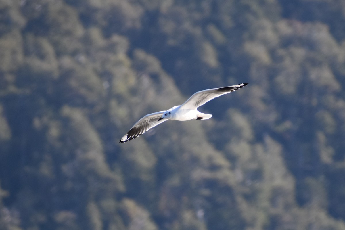 Andean Gull - ML564509021
