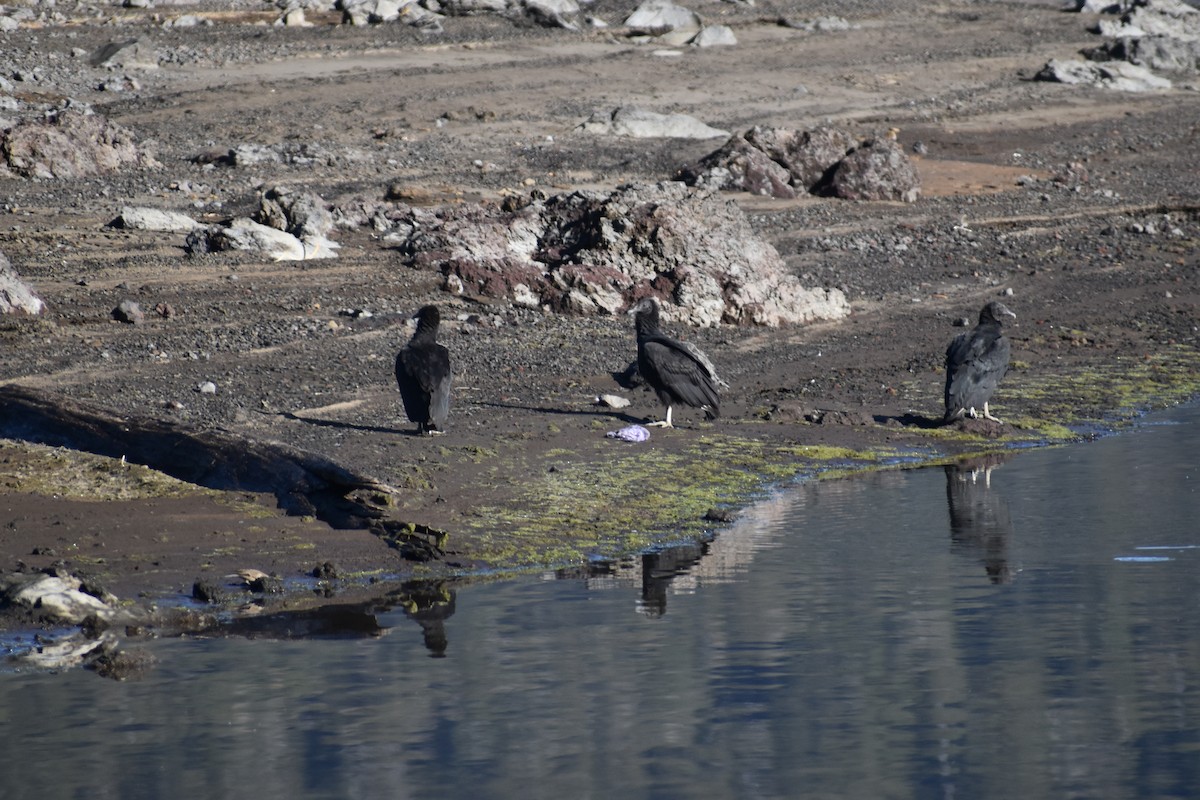 Black Vulture - ML564510191