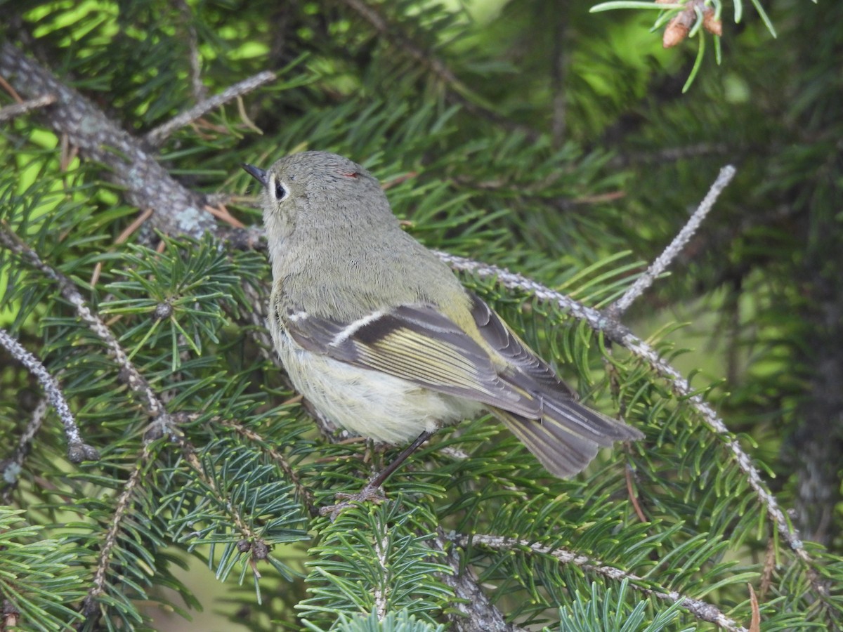 Ruby-crowned Kinglet - ML564510371