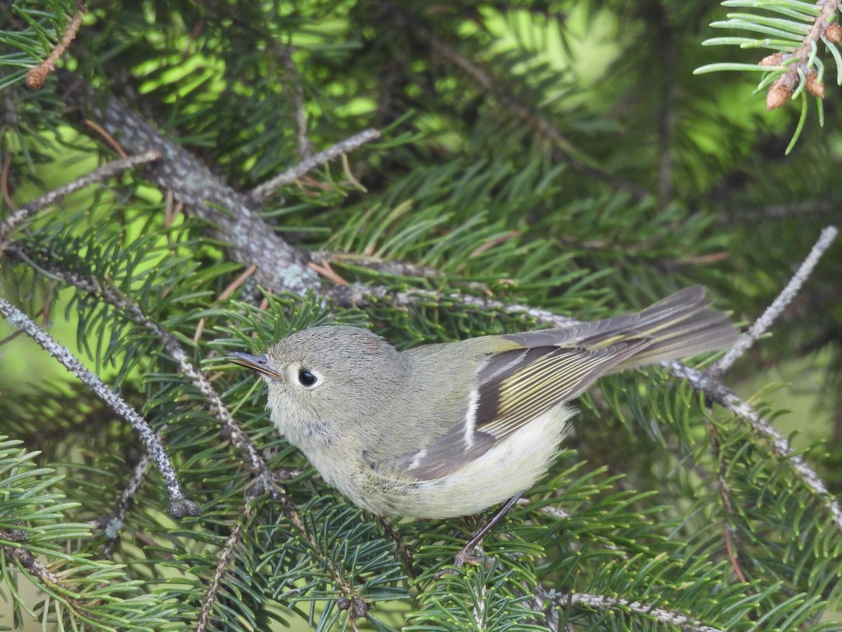 Ruby-crowned Kinglet - ML564510521