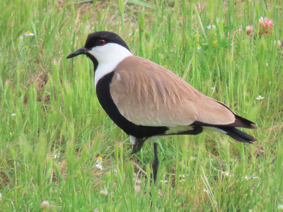 Spur-winged Lapwing - ML564511771