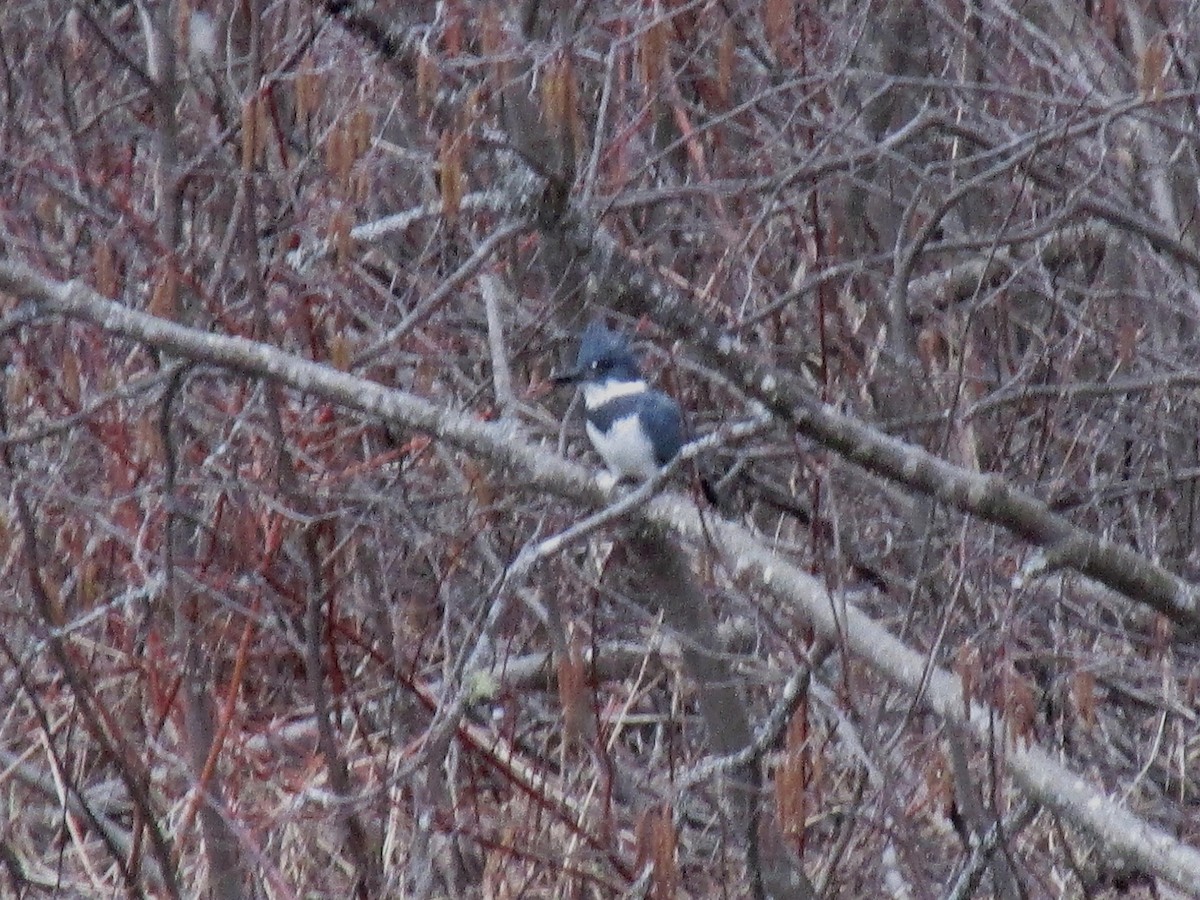Belted Kingfisher - ML564512321