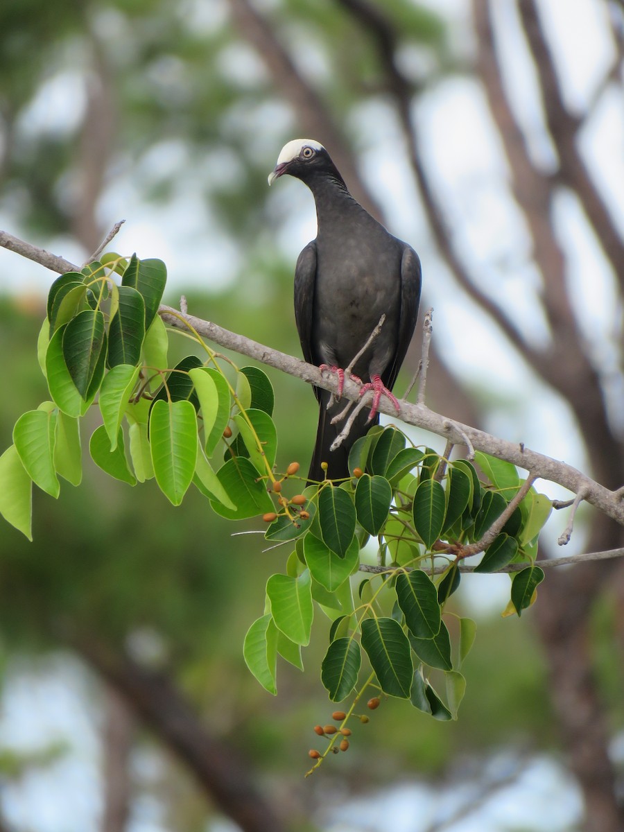 White-crowned Pigeon - ML564512381