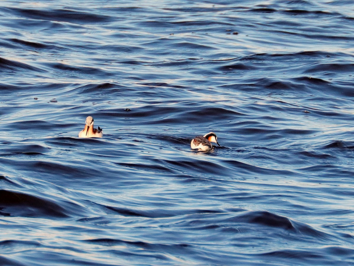 Wilson's Phalarope - ML564512681
