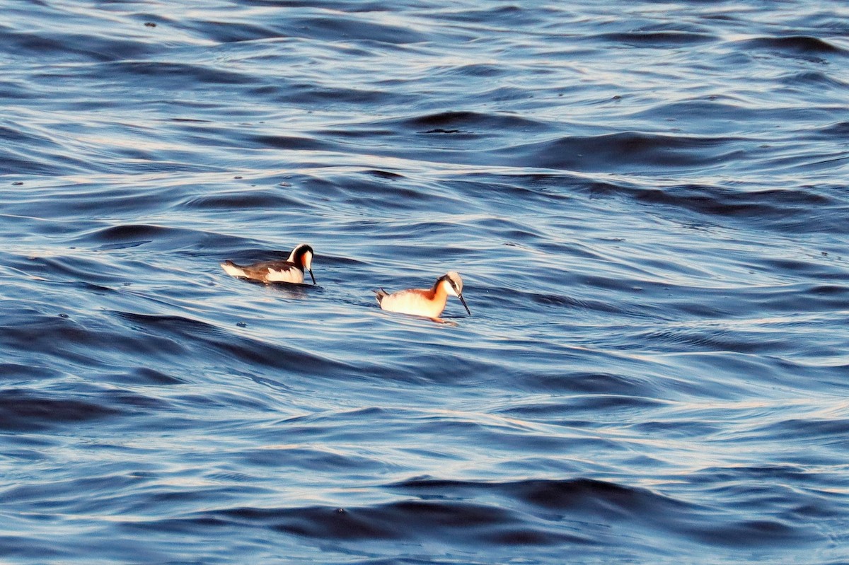 Wilson's Phalarope - ML564512691