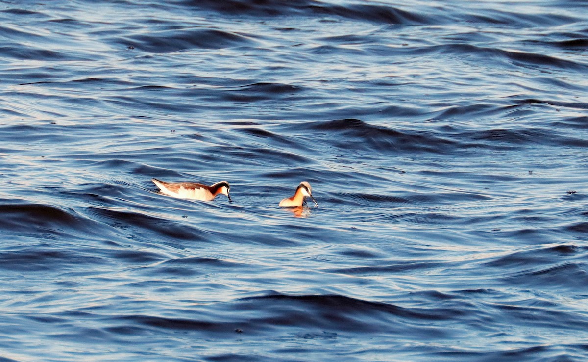 Wilson's Phalarope - ML564512701