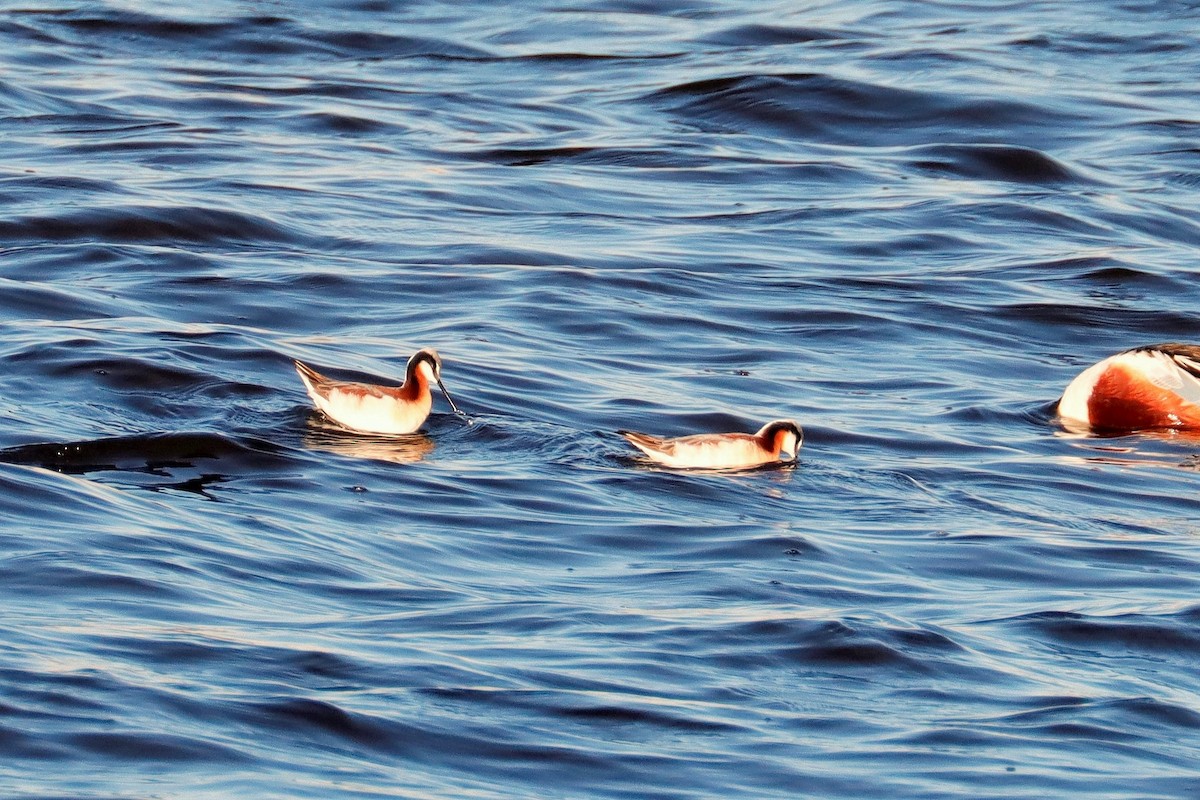 Wilson's Phalarope - ML564512711