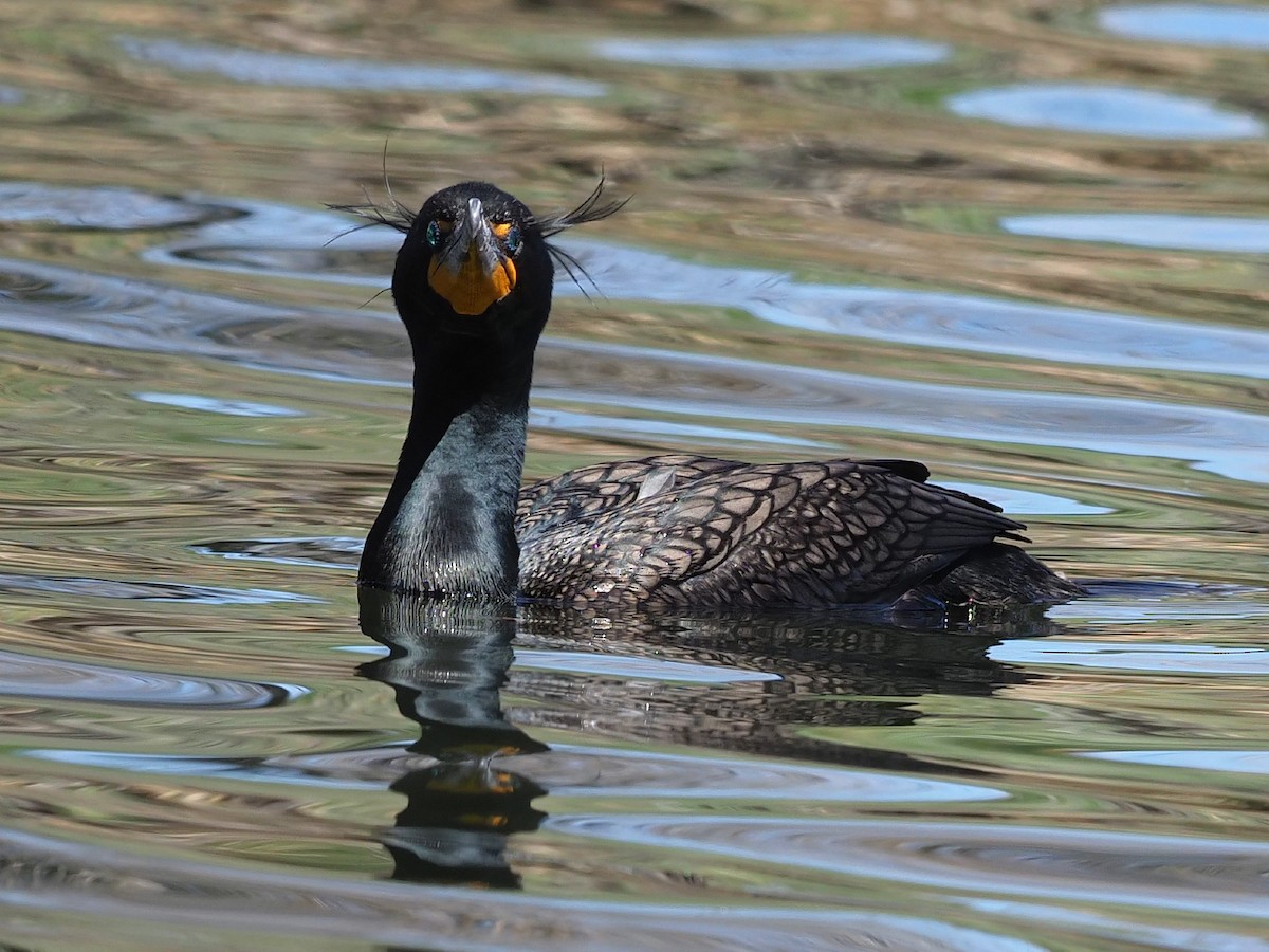 Double-crested Cormorant - ML564512951