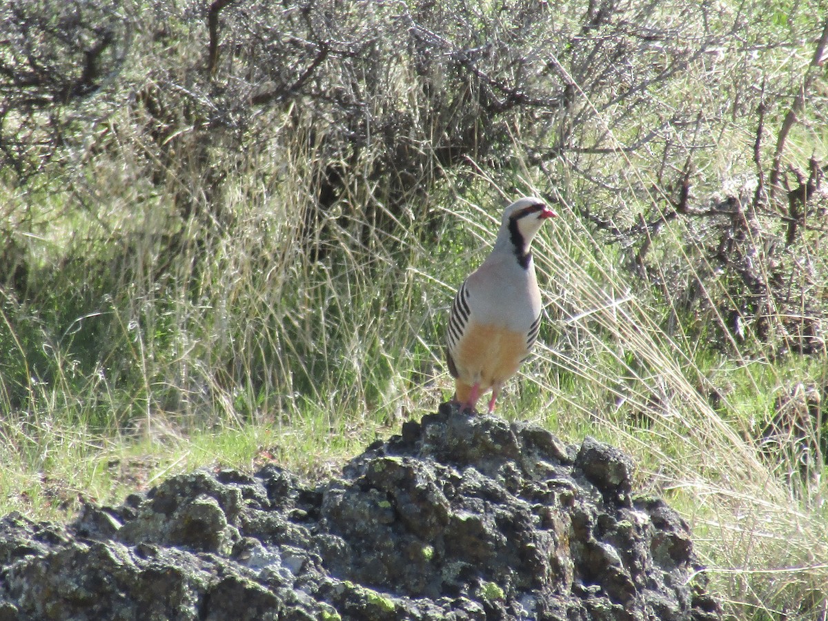 Chukar - ML564513241