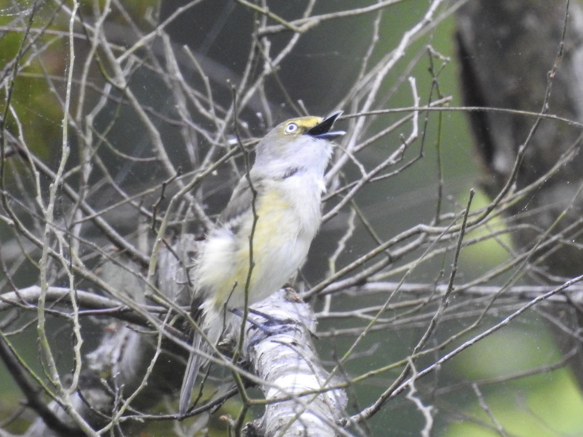 Vireo Ojiblanco - ML564514721