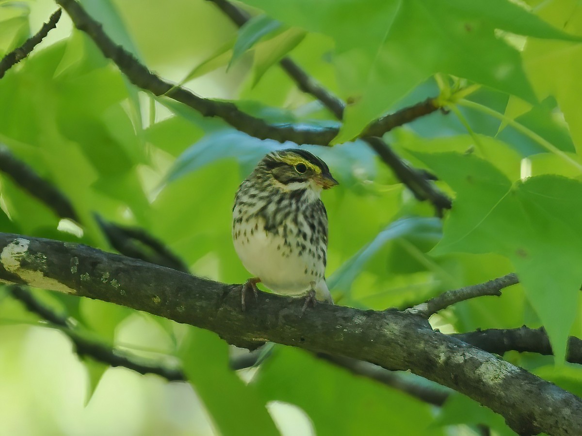 Savannah Sparrow - ML564515211