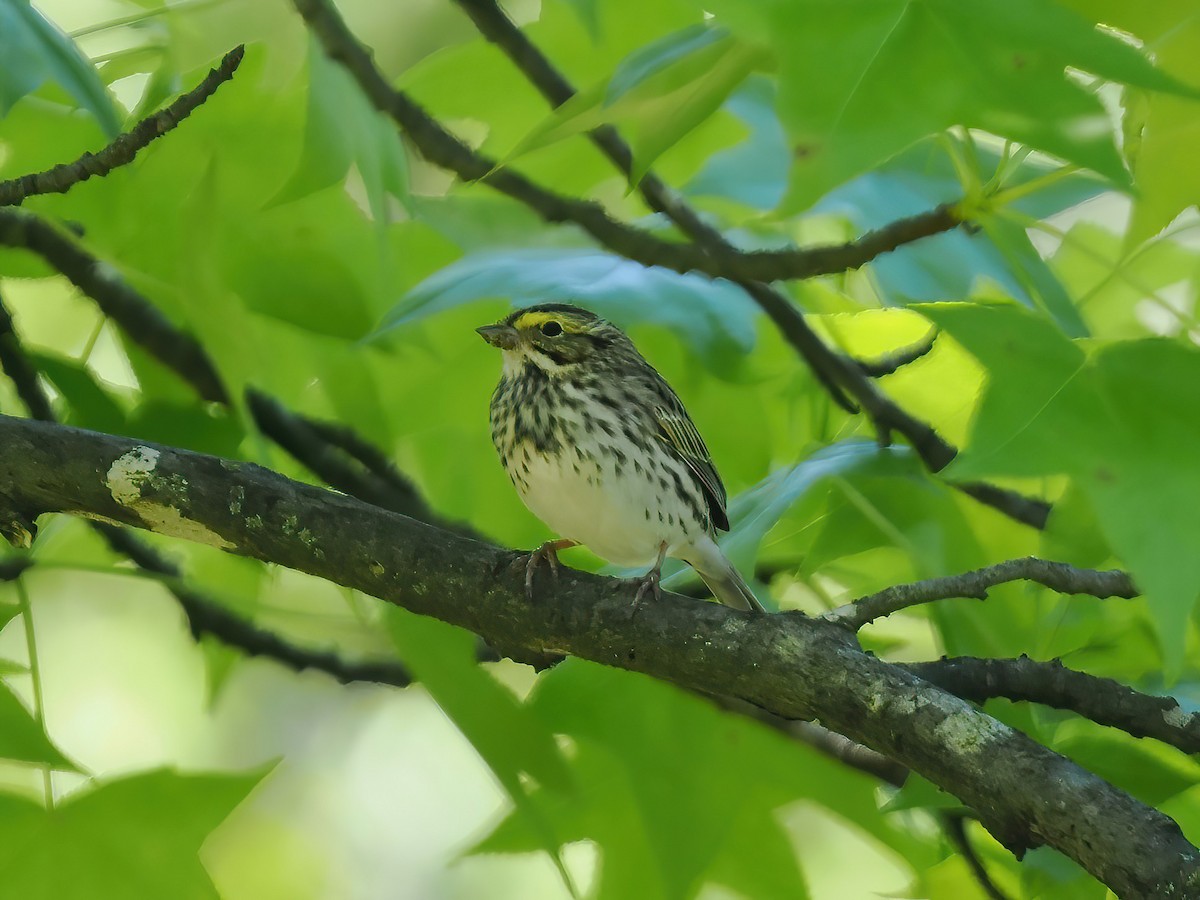 Savannah Sparrow - ML564515221