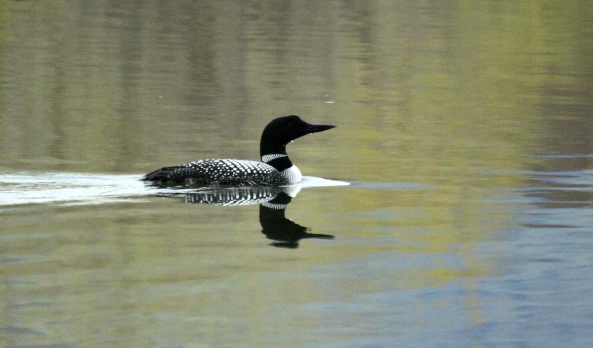 Common Loon - Jim Parrish