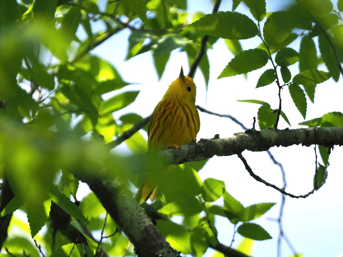 Yellow Warbler - ML564516101