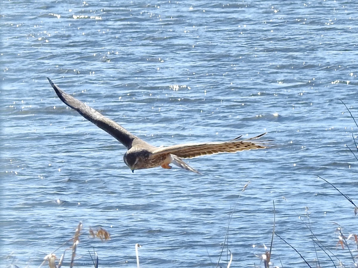 Aguilucho de Hudson - ML564516301