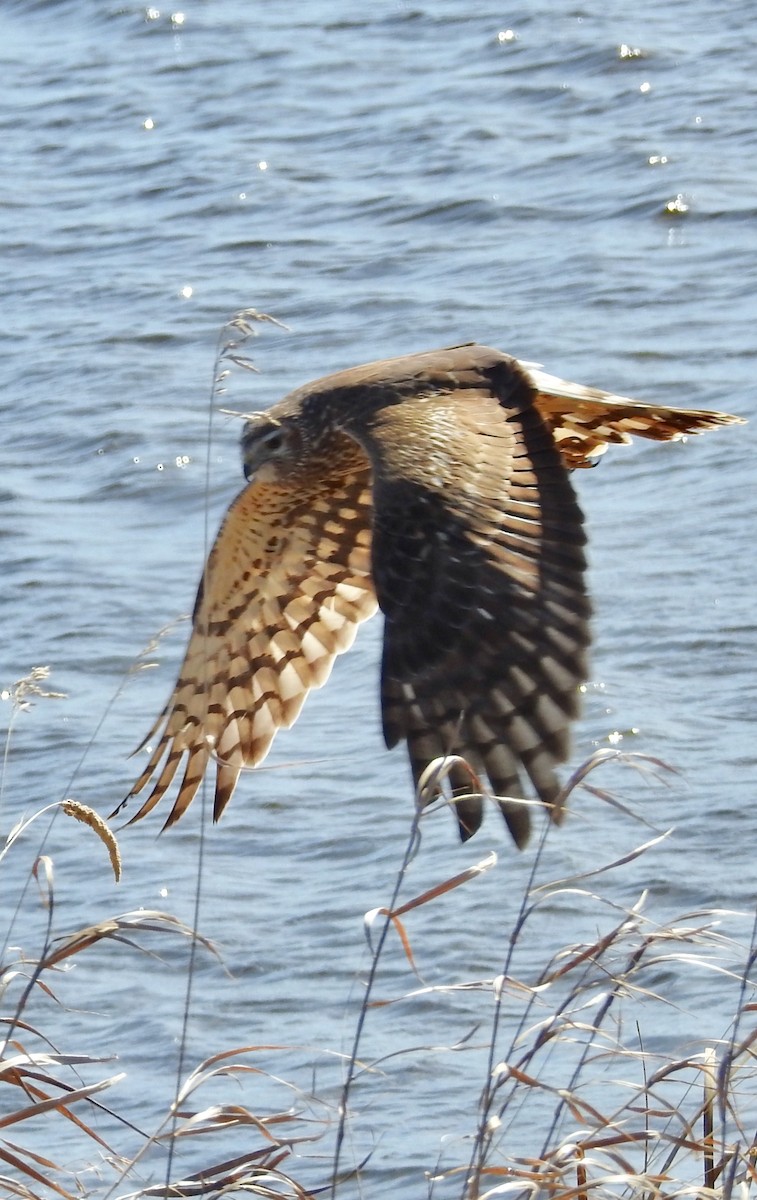 Aguilucho de Hudson - ML564516321