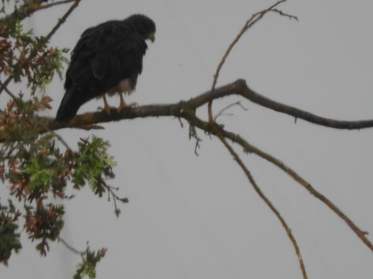 Swainson's Hawk - ML564517541