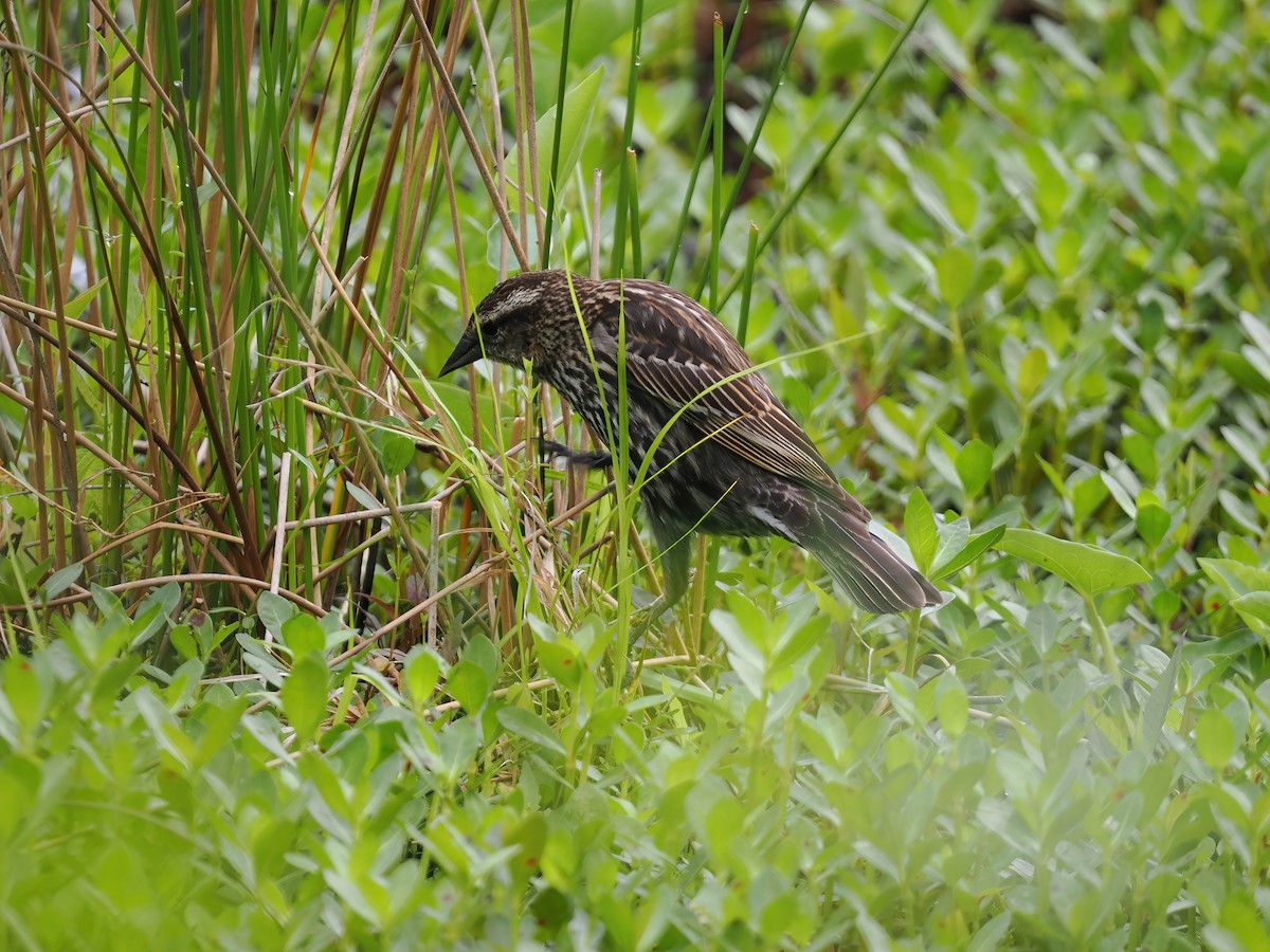 Red-winged Blackbird - ML564517591